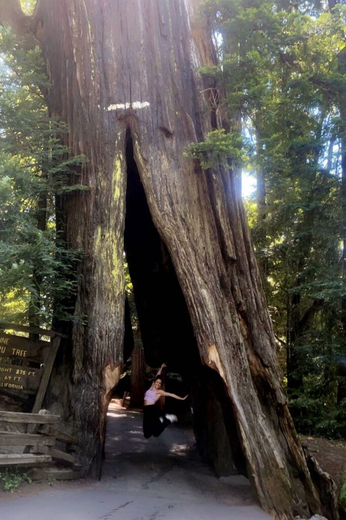 Redwood tree