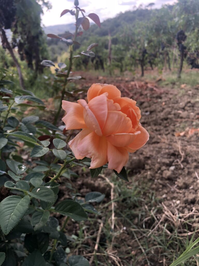 Pink Rose in Winery in Tuscany Italy
