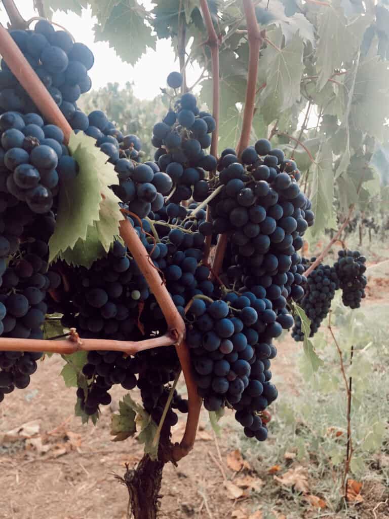 Grapes at a winery in Tuscany during study abroad semester