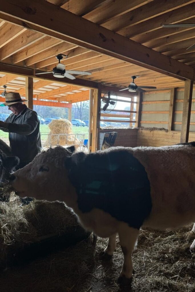 Belties farm cow